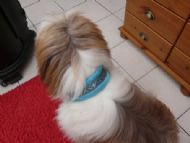 Miles wearing his collar